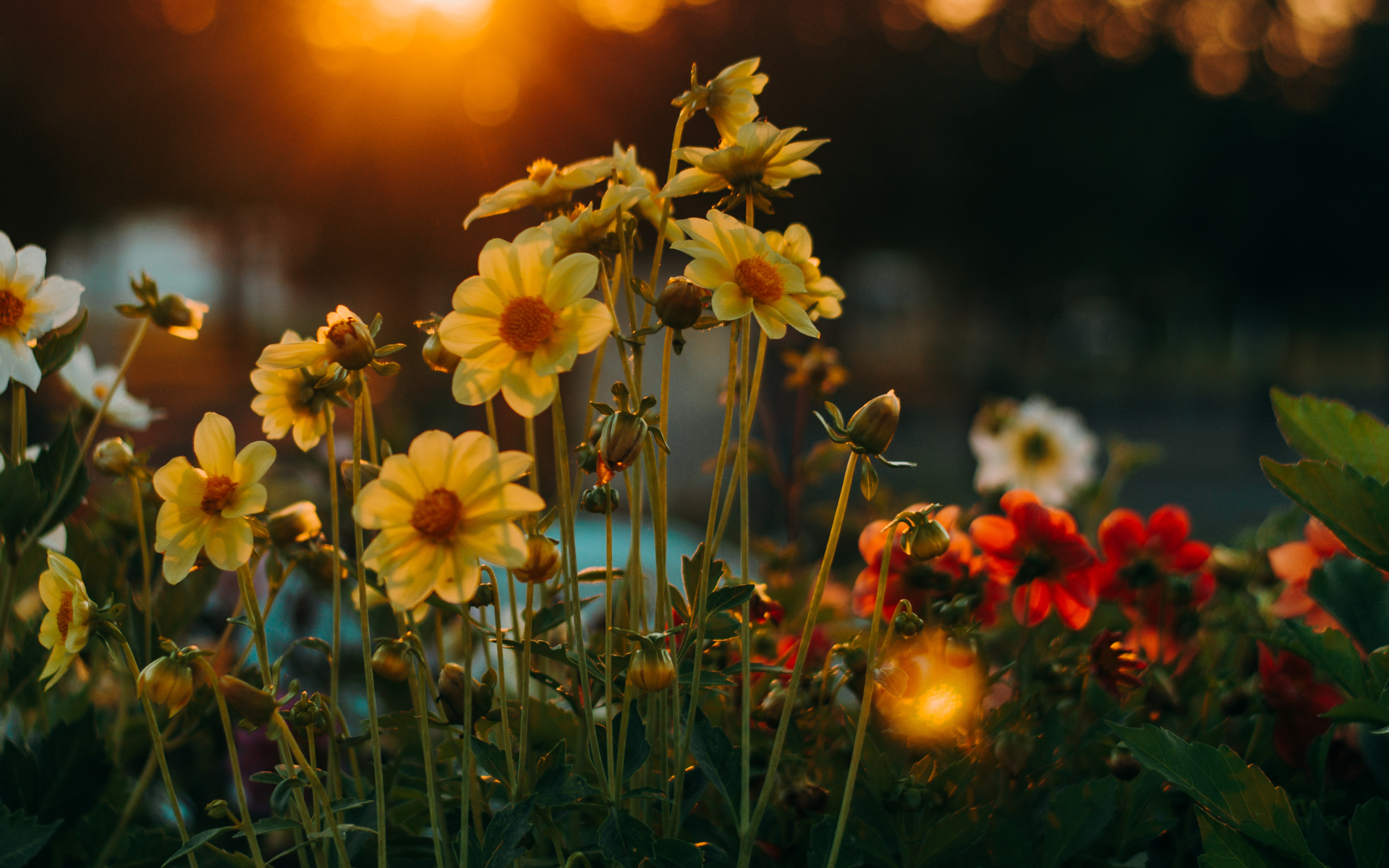 VOSG Background 1920x1200-2