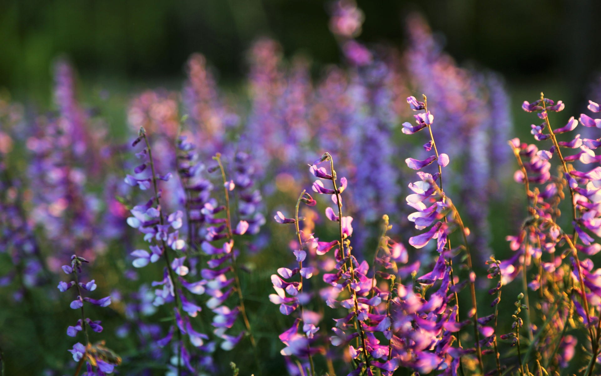 Valley of the Sun Gardeners